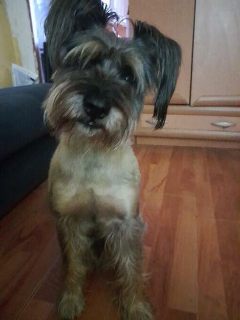 OPIEKA DLA ZWIERZĄT ŁÓDŹ całodobowa