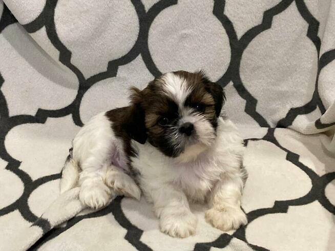 Szczenięta Rasy Shih-Tzu