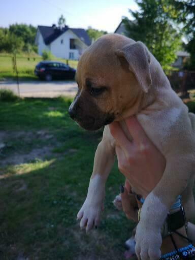 Suczki Amstaff szczeniaki FCI