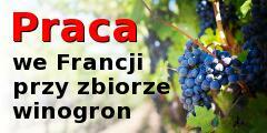 Winobranie 2025 Francja Champagne