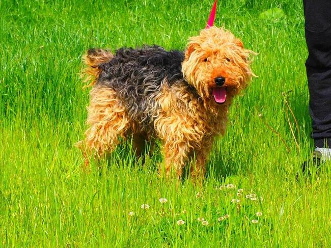 NEO wesoły psiak kochający ludzi BŁAGA o wspaniały domek