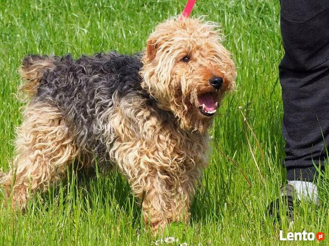 NEO wesoły psiak kochający ludzi BŁAGA o wspaniały domek