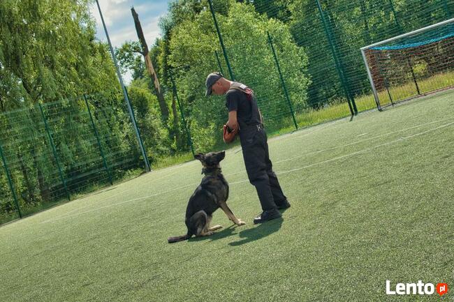 TEAM-DOG Szkolenie Psów Hotel