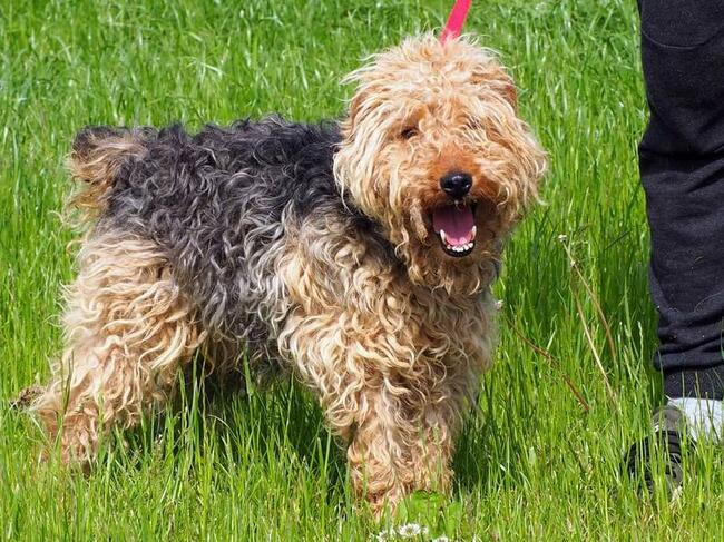 Proludzki kochany terier czeka na wymarzony dom