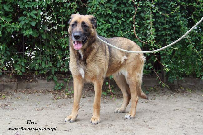 Elara - sympatyczna suczka
