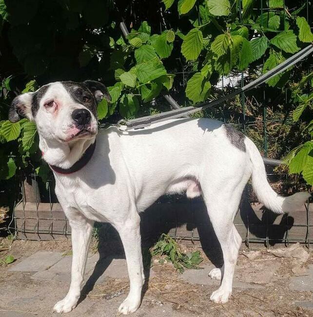 Śliczny ułożony psiak nie miał łatwego życia pokochaj go