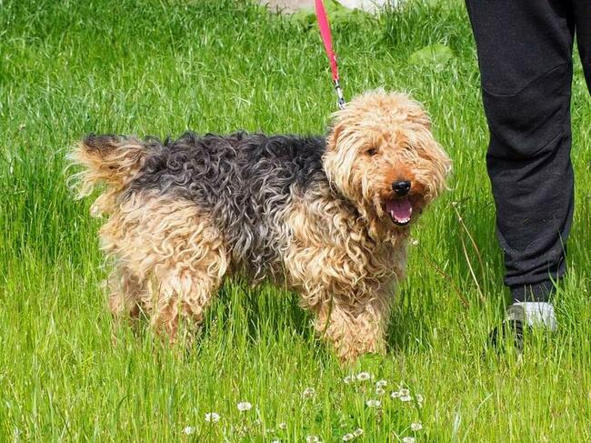 NEO wesoły psiak kochający ludzi BŁAGA o wspaniały domek