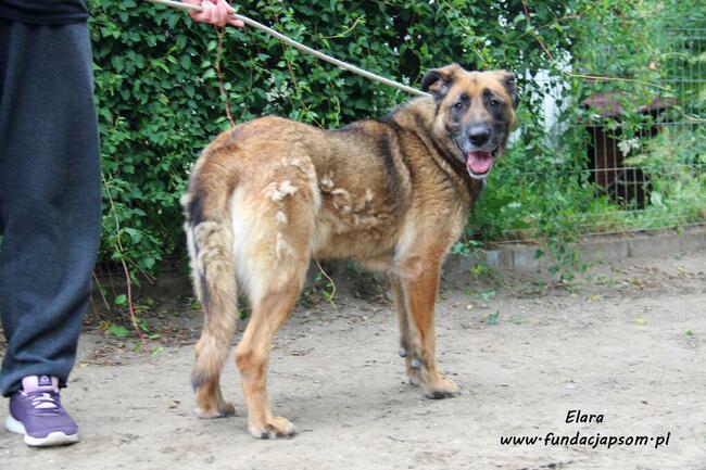 Elara - sympatyczna suczka