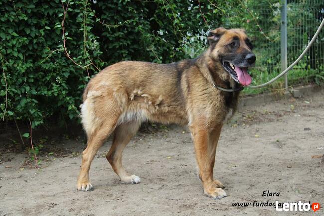 Elara - sympatyczna suczka