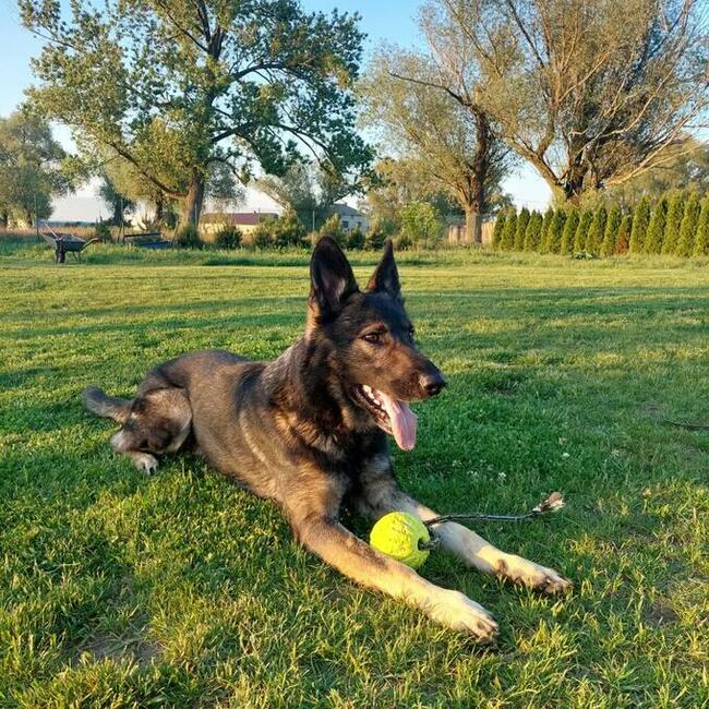 TEAM-DOG Szkolenie Psów Hotel