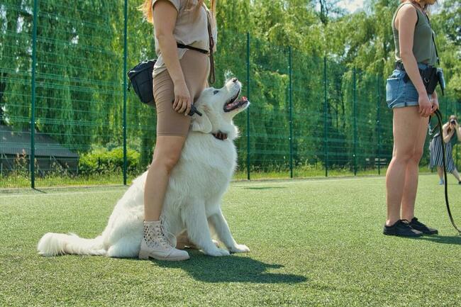 TEAM-DOG Szkolenie Psów Hotel