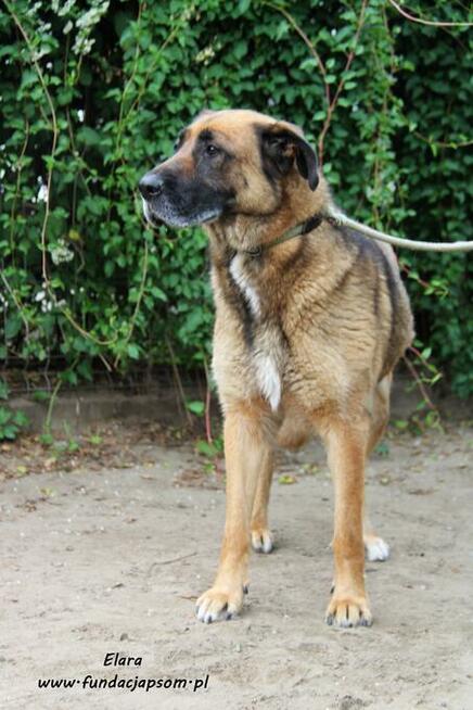 Elara - sympatyczna suczka