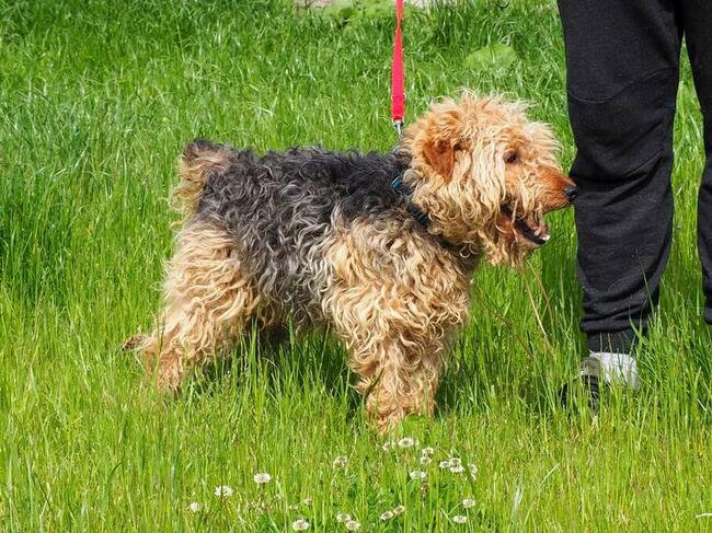 NEO wesoły psiak kochający ludzi BŁAGA o wspaniały domek