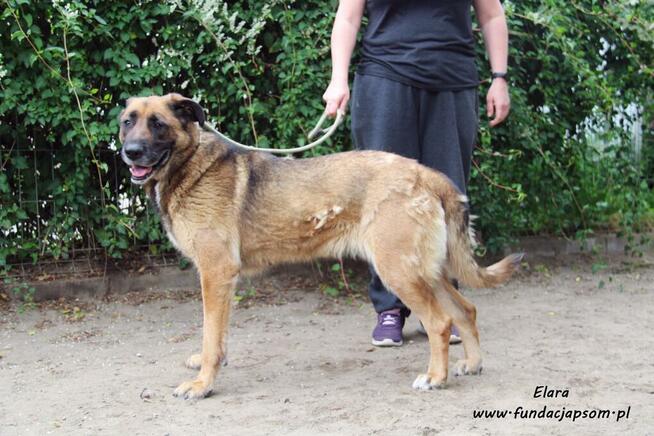 Elara - sympatyczna suczka