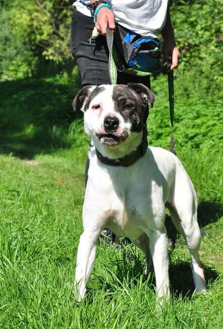 Cudowny aktywny psiak marzy o wspaniałym domku