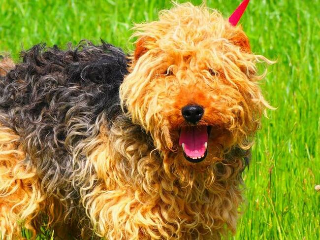 Proludzki kochany terier czeka na wymarzony dom