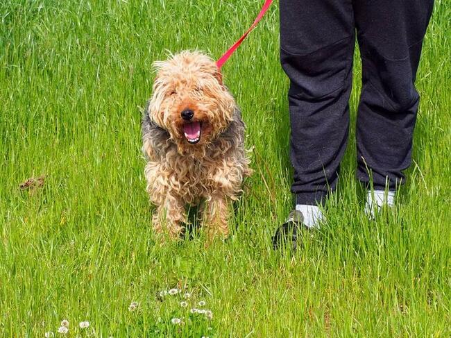 NEO wesoły psiak kochający ludzi BŁAGA o wspaniały domek