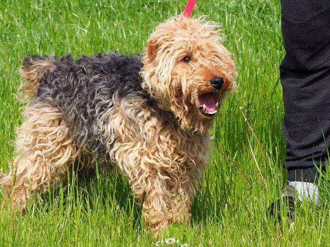 Proludzki kochany terier czeka na wymarzony dom