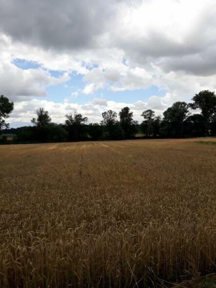 Do sprzedania działka 2995m/2 w okolicy Pruszkowa