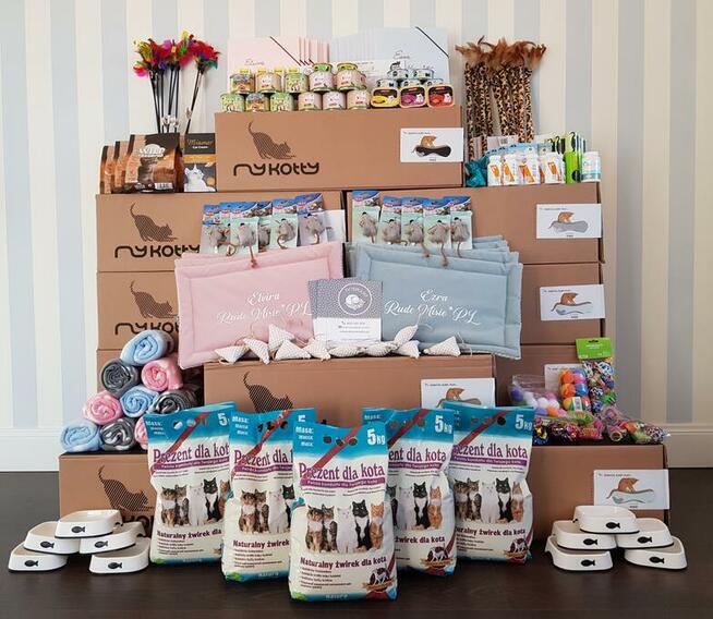 Kocurek Brytyjski WCF/SHK po Światowym Championie!