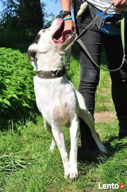 Śliczny uśmiechnięty psiak czeka na wymarzony dom