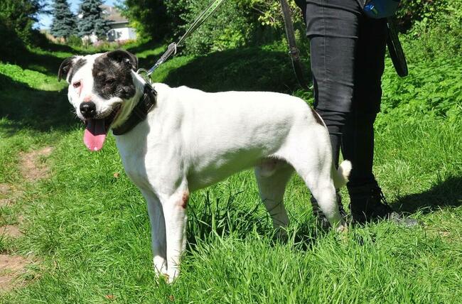 Śliczny uśmiechnięty psiak czeka na wymarzony dom