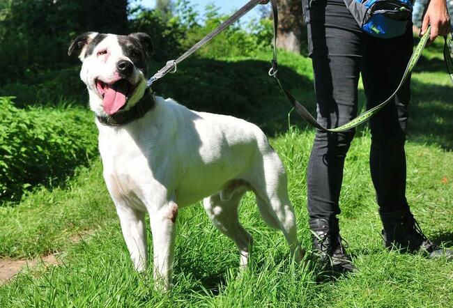 Spokojny ułożony psiak który miał ciężkie życie BŁAGA o dom