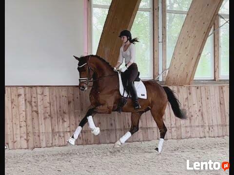 Profesjonalny ośrodek pensjonat dla koni WARSZAWA