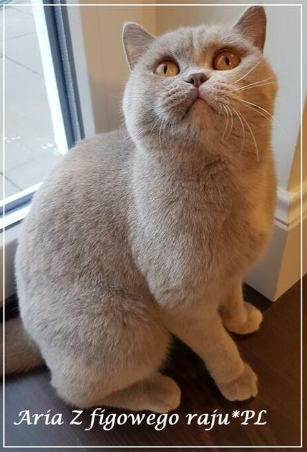 Kocurek Brytyjski WCF/SHK po Światowym Championie!