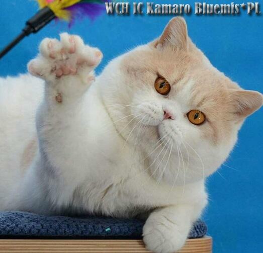 Kocurek Brytyjski WCF/SHK po Światowym Championie!