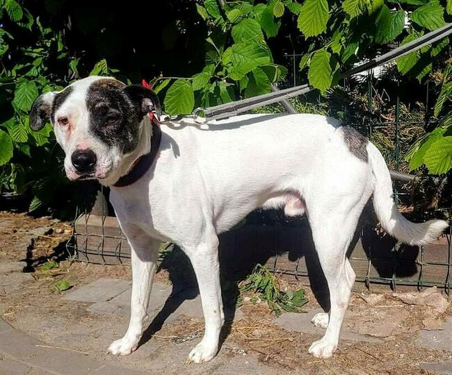 Śliczny uśmiechnięty psiak czeka na wymarzony dom