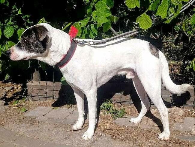 Spokojny ułożony psiak który miał ciężkie życie BŁAGA o dom