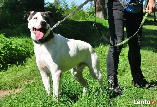 Kochany psiak po przejściach szuka swojego miejsca na ziemi
