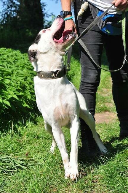 Kochany psiak po przejściach szuka swojego miejsca na ziemi