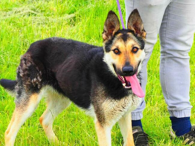 Wesoła uśmiechnięta sunia kochająca ludzi BŁAGA o domek
