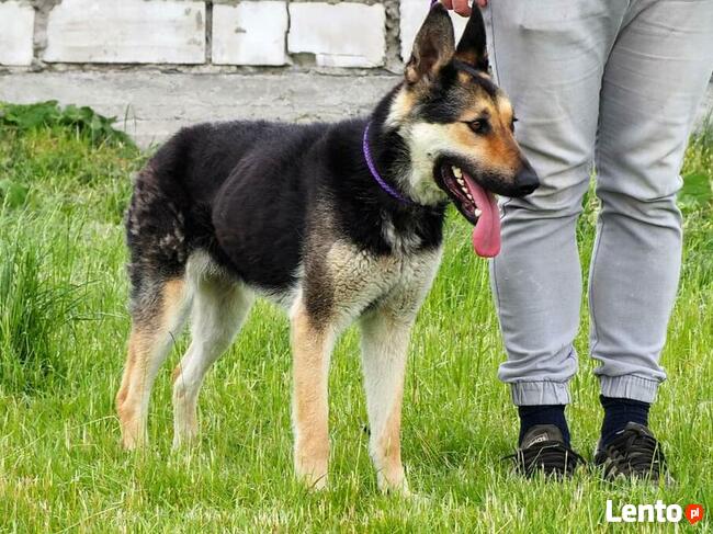 CIARA wesoła pogodna bezproblemowa sunia szuka PILNIE domku