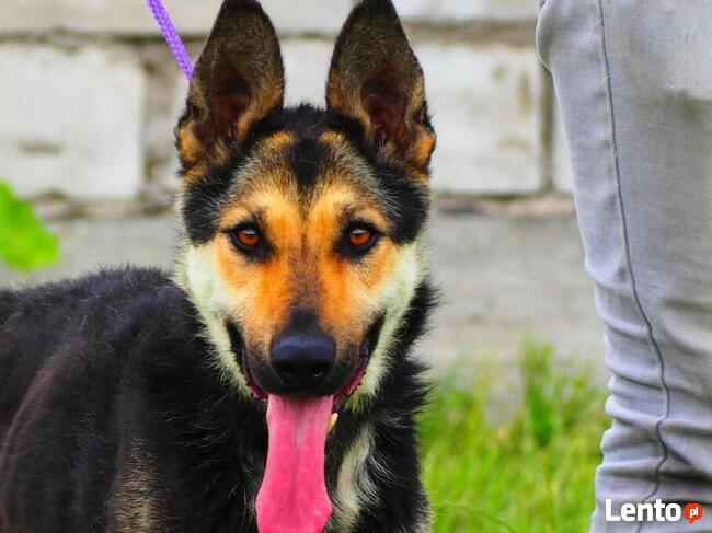 CIARA wesoła pogodna bezproblemowa sunia szuka PILNIE domku