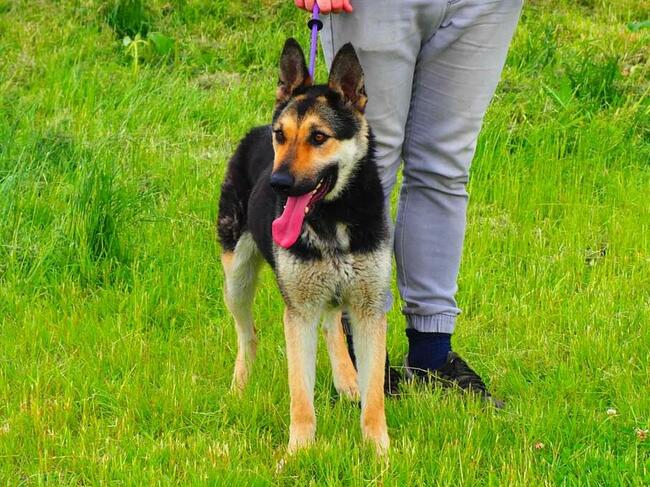 CIARA wesoła pogodna bezproblemowa sunia szuka PILNIE domku