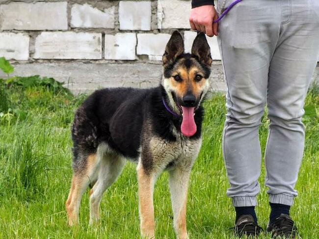 CIARA wesoła pogodna bezproblemowa sunia szuka PILNIE domku