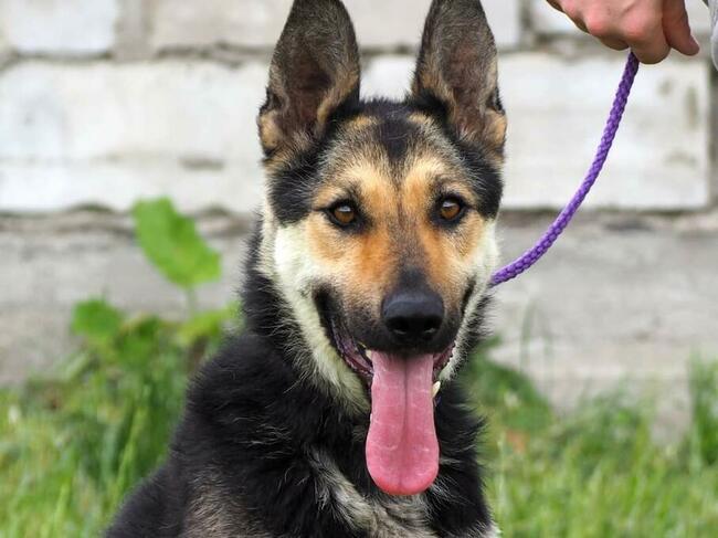 CIARA wesoła pogodna bezproblemowa sunia szuka PILNIE domku