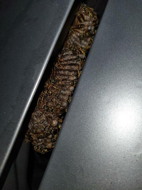 Usuwanie gniazd owadów