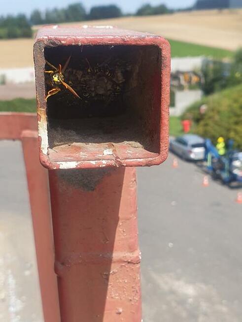 Usuwanie gniazd owadów