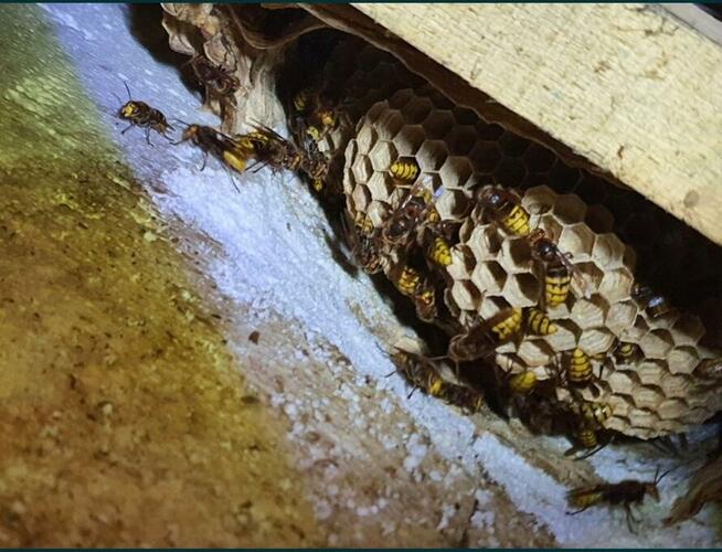 Usuwanie gniazd owadów