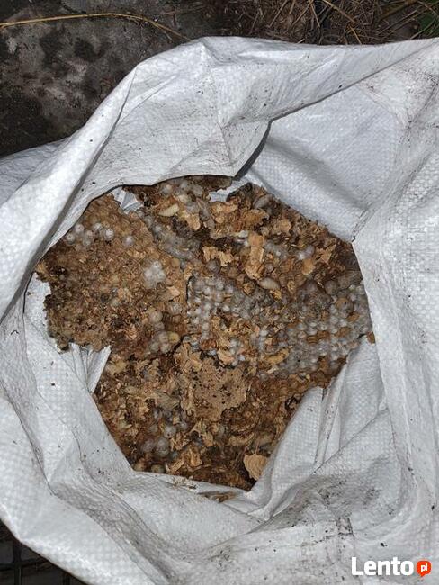 Usuwanie gniazd owadów