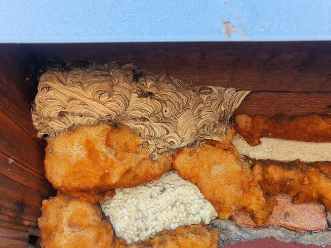 Usuwanie gniazd owadów