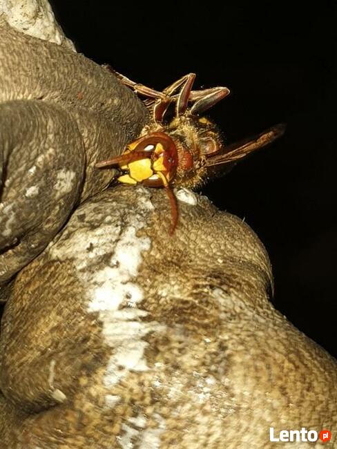 Usuwanie gniazd owadów