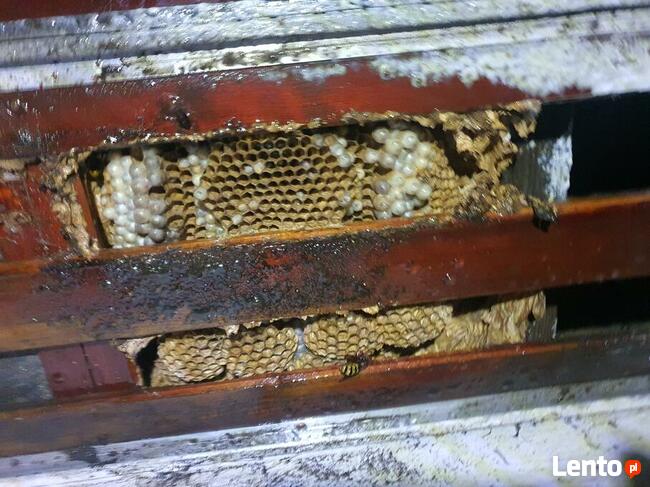 Usuwanie gniazd owadów