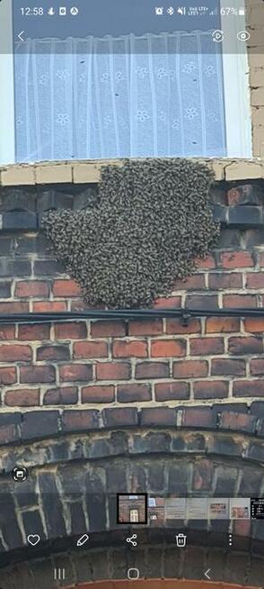 Usuwanie gniazd owadów