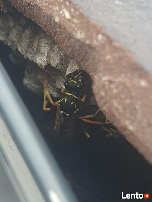 Usuwanie gniazd owadów