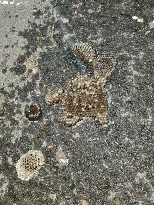 Usuwanie gniazd owadów